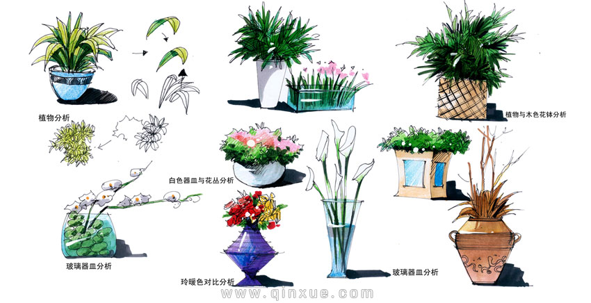 第二十二节 马克笔室内植物表现 202203251428168234740009